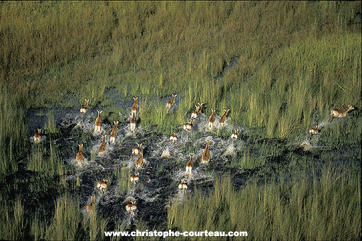 Troupeau de Cobes Lechwe en pleine course dans le marais