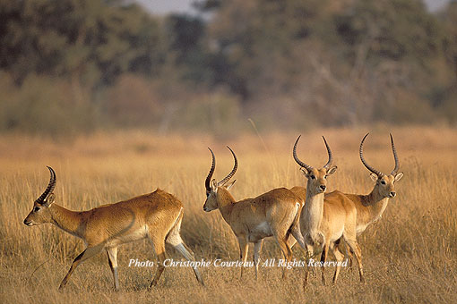 Lechwe Bulls. Bachelors