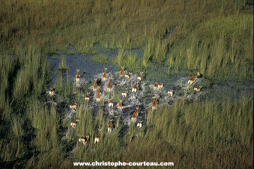 Herd of Red Lechwes running through the swamps of the  Okavango