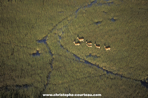 Red Lechwes in the Okavango flood plain
