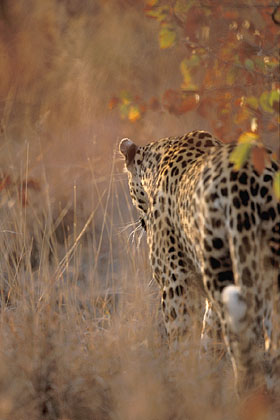 Puissance et discrtion caractrisent le lopard