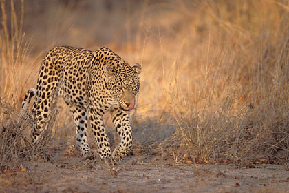 Big male leopard early in the morning light