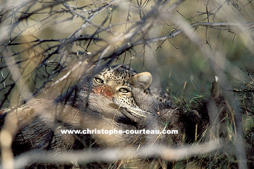 Eyes of predator. An elusive Leopard is eating its prey behind a thick bush.