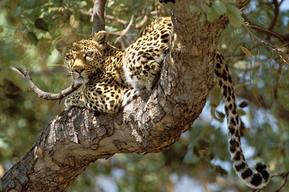 Lopard au repos en fin de matine.