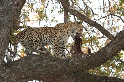 Léopard en train de finir son repas traditionnel à base de phacochère