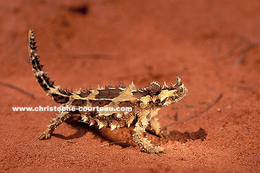 Lzard cornu ou MOLOCH sur le sable du Centre Rouge