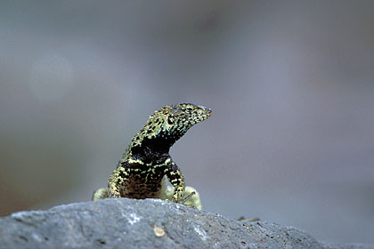 Lézard des laves (mâle) / île Espanola