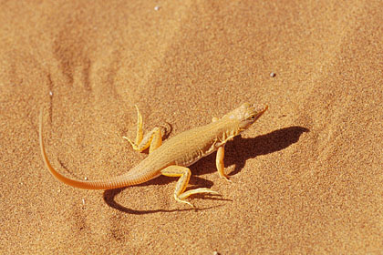 Lézard des sables. Posture "anti-chaleur" en levant pattes postérieures