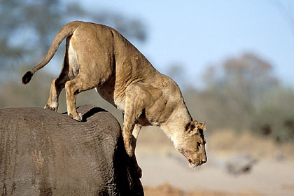 Lioness, jump from the top of an elephant's carcass