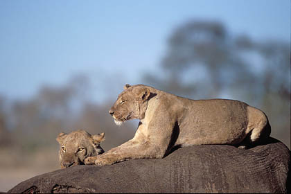 Lions lie in ambush on a carcass of an elephant