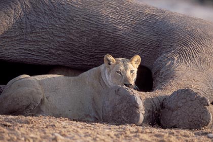 Lion feeding on the elephant killed the day before