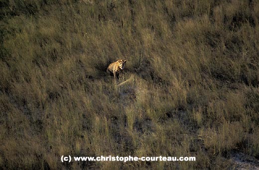 young Male Lion see from the sky, solitary among the long grasses