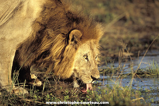 Lion, grand mle en train de boire le soir