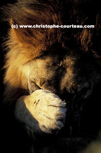 Close-up of a big male lion, cleaning himself