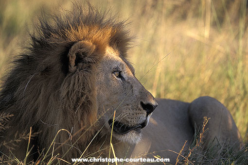 Lion mâle dans les derniers rayons de soleil le soir