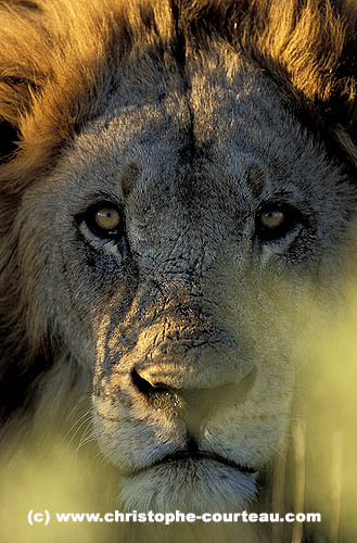 Portrait vertical d'un grand male