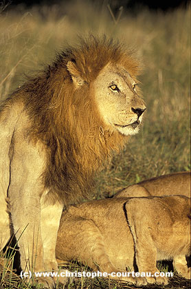 Big Male Lion