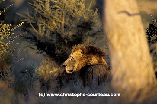 Big male lion late in the afternoon, ready to hunt by night