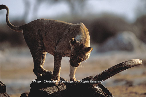 Young Lion on top of an elephant carcass killed a few days before