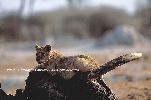 Young Lion on a carcass of an elephant killed a few days before