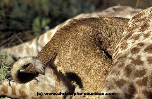 Lion Cub eating into a carcass of Giraffe