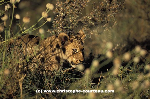 6 month old Lion Cub walking in long grass