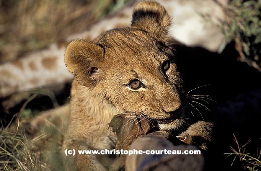 Lion cub eats a carcass of giraffe killed by his mother