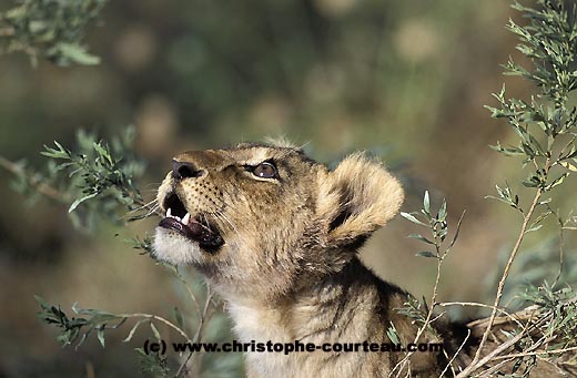 Lionceau intrigu par le cri d'un oiseau en vol