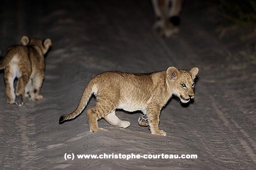 Lion cub on a road by night, following his mother and his brother...or sister...