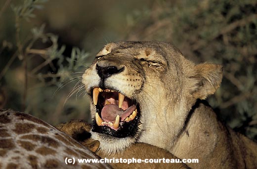 Lionne sur carcasse de girafe avec son lionceau sous sa tte