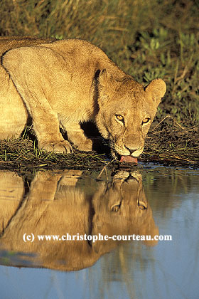 Lionne au point d'eau le soir