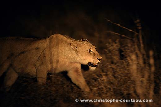 Lionne en chasse la nuit dans l'Okavango