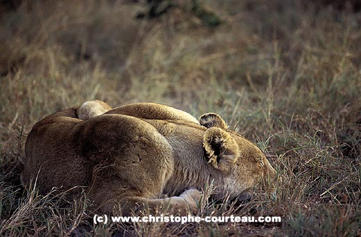 Lionne encore endormie  la tombe de la nuit.