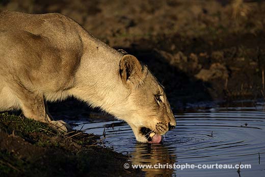 Lioness Drinking the Okavango Freshwater