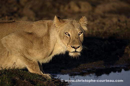 Lionne en train de boire l'eau de l'Okavango