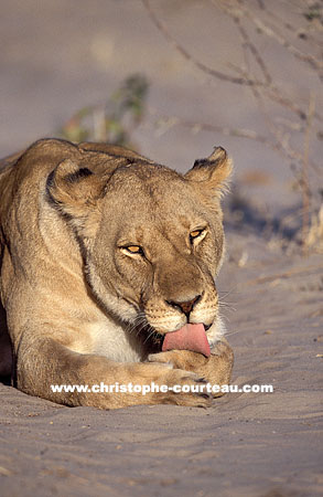 Lionne, toilette tranquille sur le sable du dsert du Kalahari .