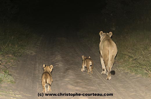Lioness with her 2 cubs walking on a road by night