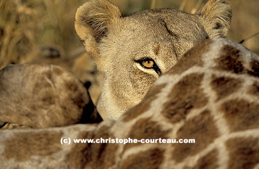 The eye of a lioness eating her meal... a giraffe