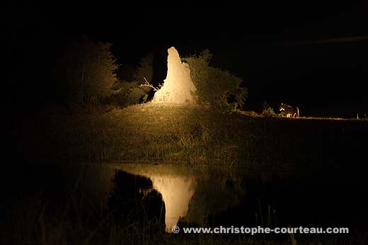 Lionne en chasse la nuit dans le Delta de l'Okavango.