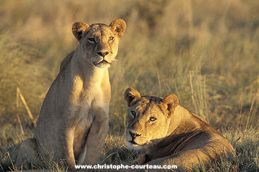 Lionesses at dusk