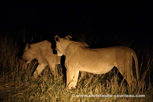 Lionesses Hunting at night in the Okavango Delta