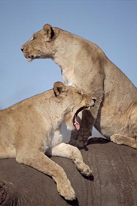 Lionness on top of an elephant killed the day before  / Botswana