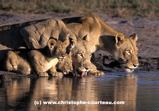 Lionesses & Cubs drinking all together at water hole