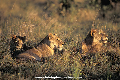 Clan de lions le soir