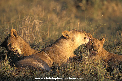 Lioness and her cubs