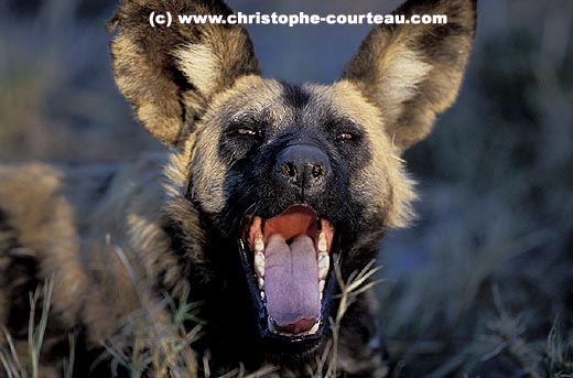 Wild Dog, Yawning late in afternoon, just before moving