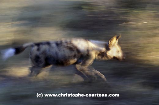 Lycaon saisi en pleine course