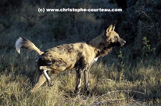 Wild Dog : Scent Marking