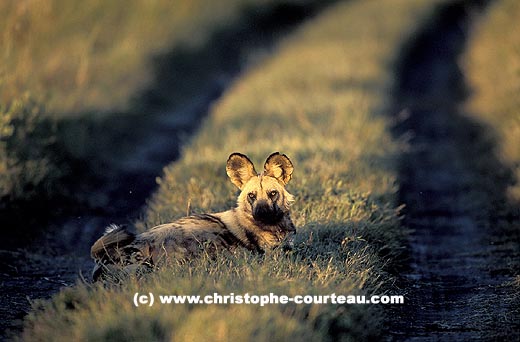 Wild Dog late afternoon on a road