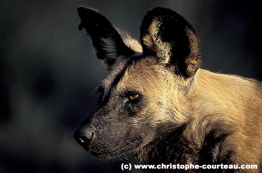 Wild Dog : portrait of an adult